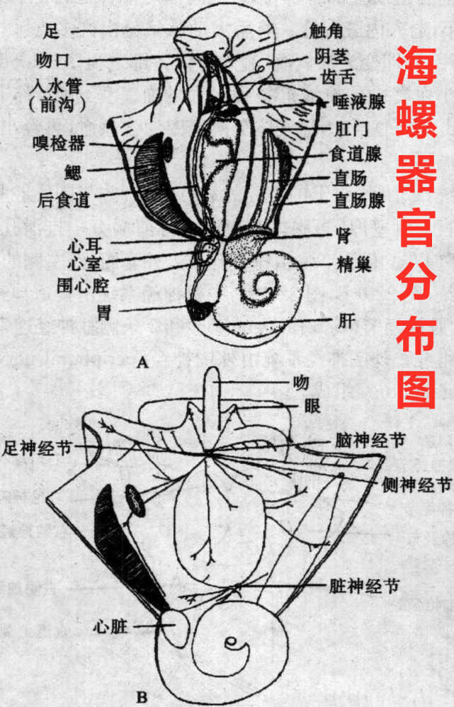 因為,海螺的各個器官從頭至尾都有遍佈!答案是:能吃!