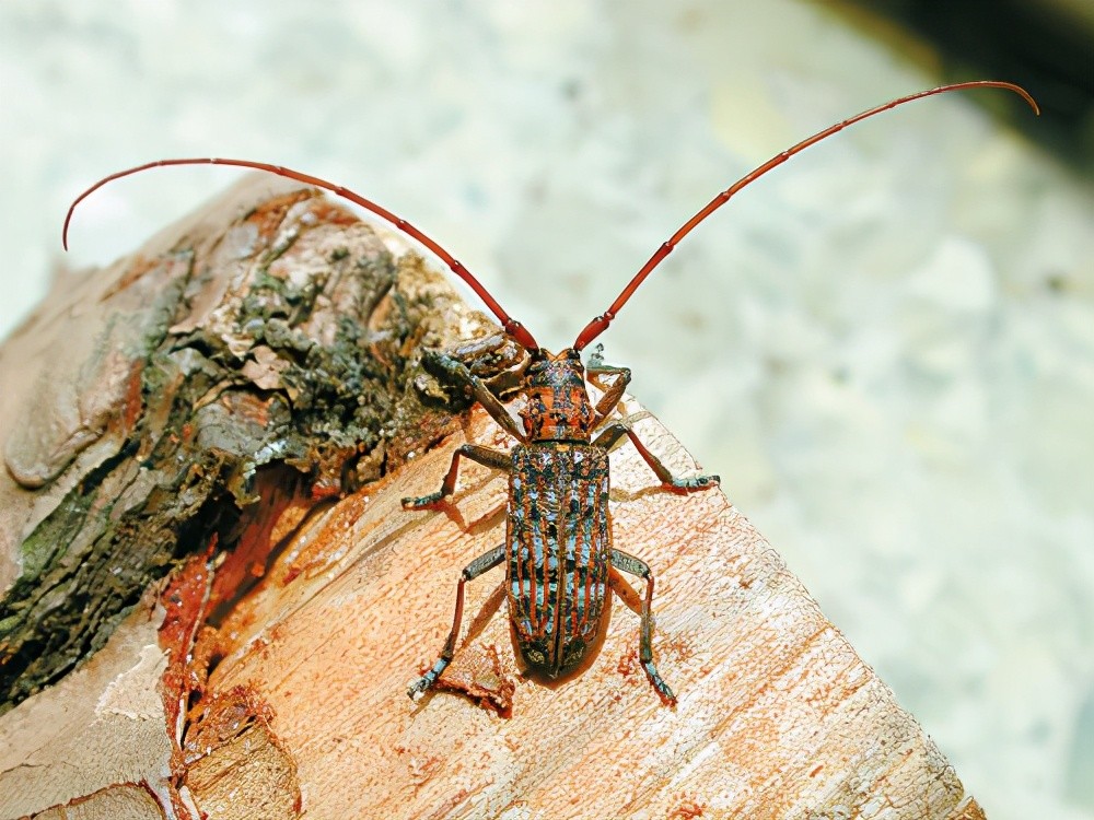林草科普松材线虫病的那些事儿