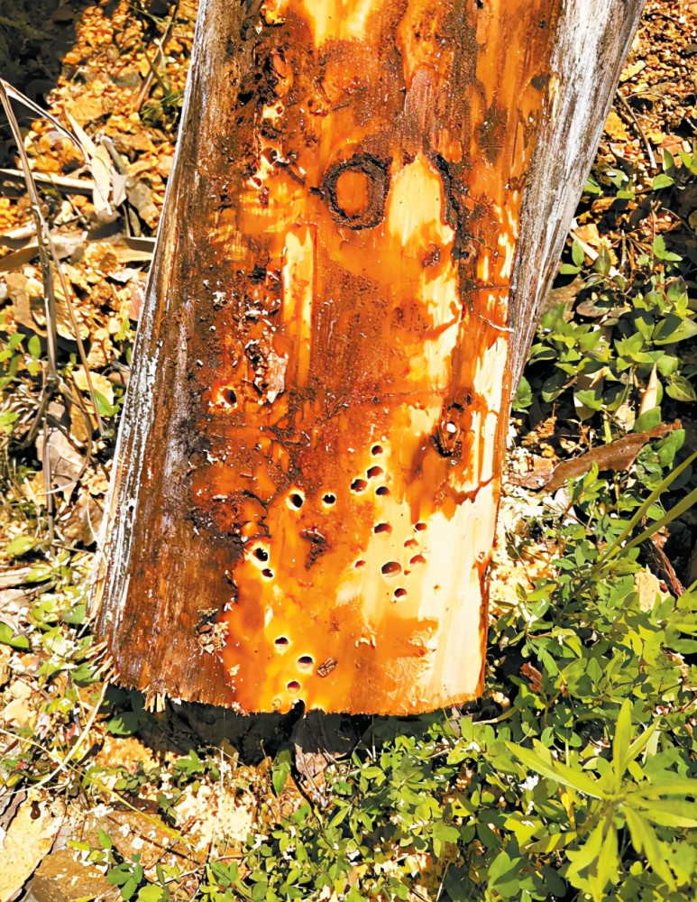 林草科普松材线虫病的那些事儿