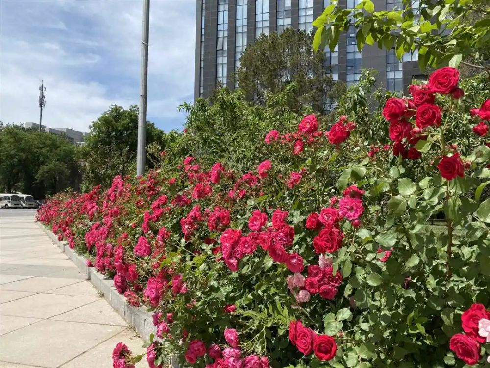 中国农业科学院自育月季品种扮靓院区