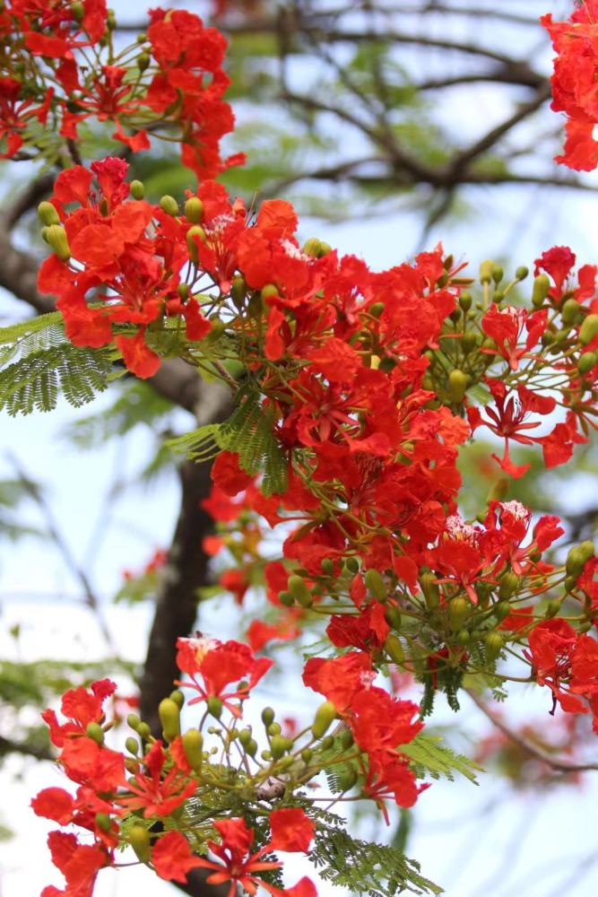 夏日的热情藏在恣意绽放的凤凰花里