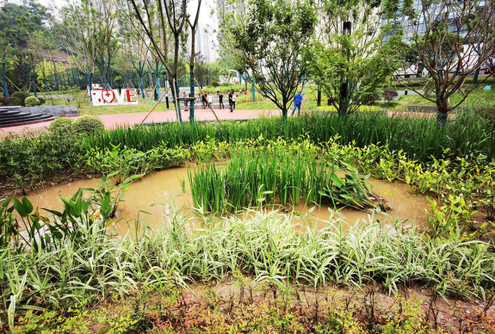 重庆九龙坡首个海绵城市公园正式开园这里的景观和植物会呼吸