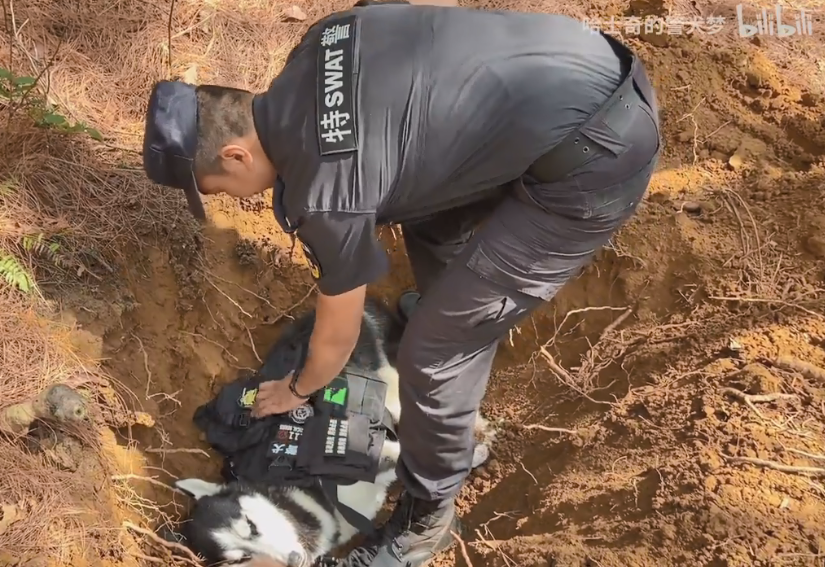 网红警犬哈士奇不拆病逝的原因令人气愤