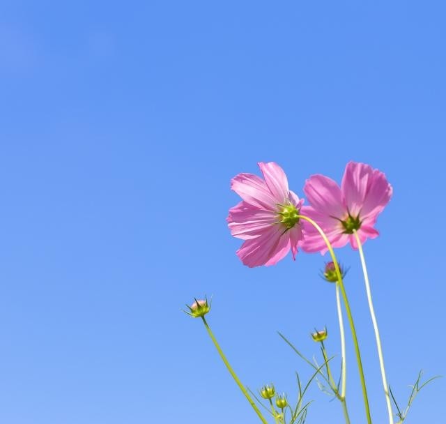 花很暖很治愈的短句(花很暖很治愈的短句子)