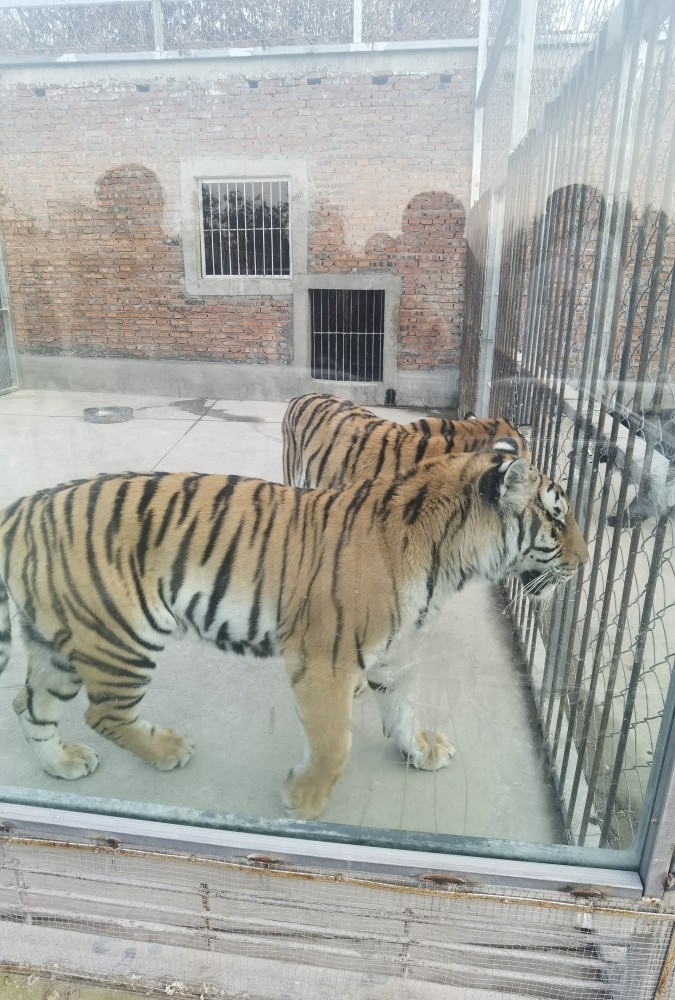 南阳2只逃跑老虎咬死饲养员被击毙 人工驯养在笼中长大