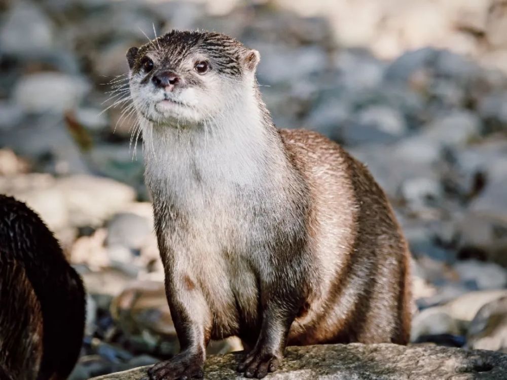 世界水獭日来上海动物园看可耐的獭