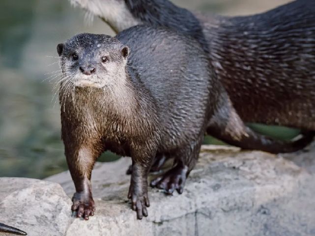 世界水獭日,来上海动物园看可耐的"獭"!-腾讯新闻
