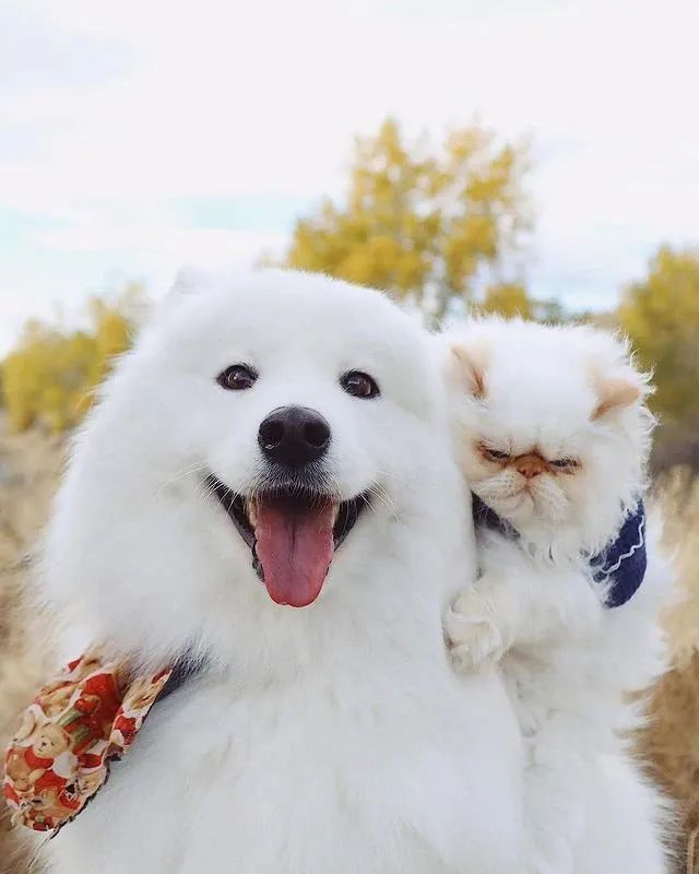 爱笑萨摩耶vs暴躁小猫咪……这对反差萌cp超级甜!