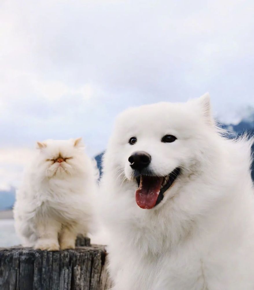 爱笑萨摩耶vs暴躁小猫咪这对反差萌cp超级甜