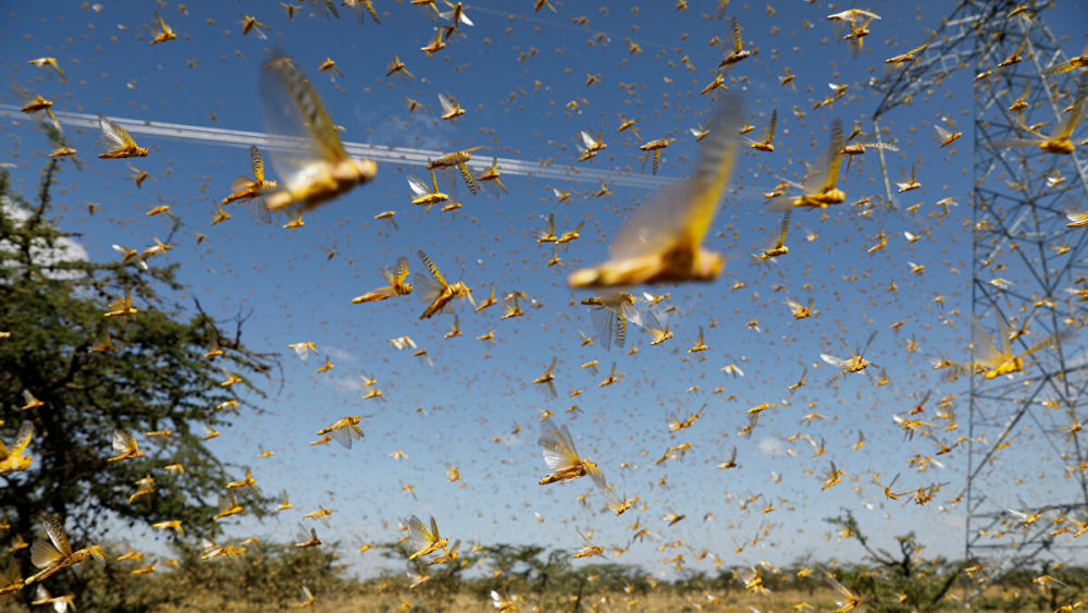 再传噩耗!蝗虫大军昼夜不停赶往印度,印网友慌了:赶紧离开地球
