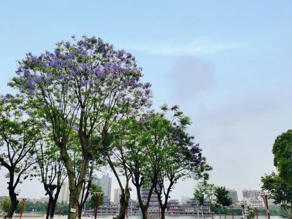 在眉山和蓝花楹来场浪漫约会吧