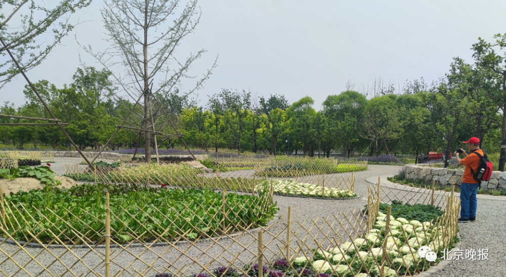 记者看到,为了保证景观效果,防止个别游客私挖滥采,公园还用竹竿在每