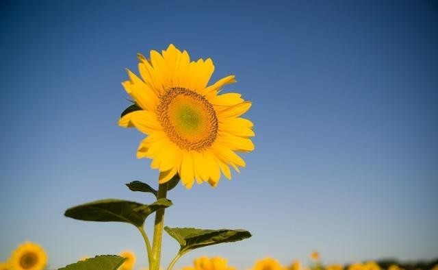 朝气蓬勃的句子句句阳光正能量