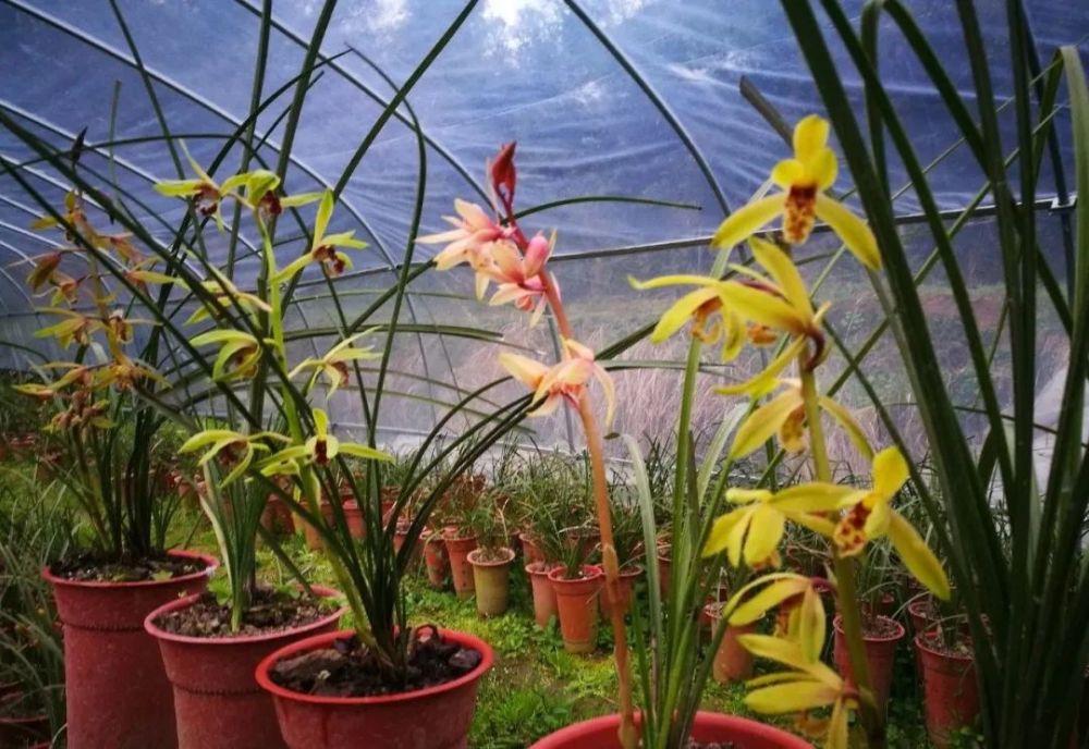 什么树皮种兰花更好?学会处理松树皮,养蕙兰一年都不用施肥