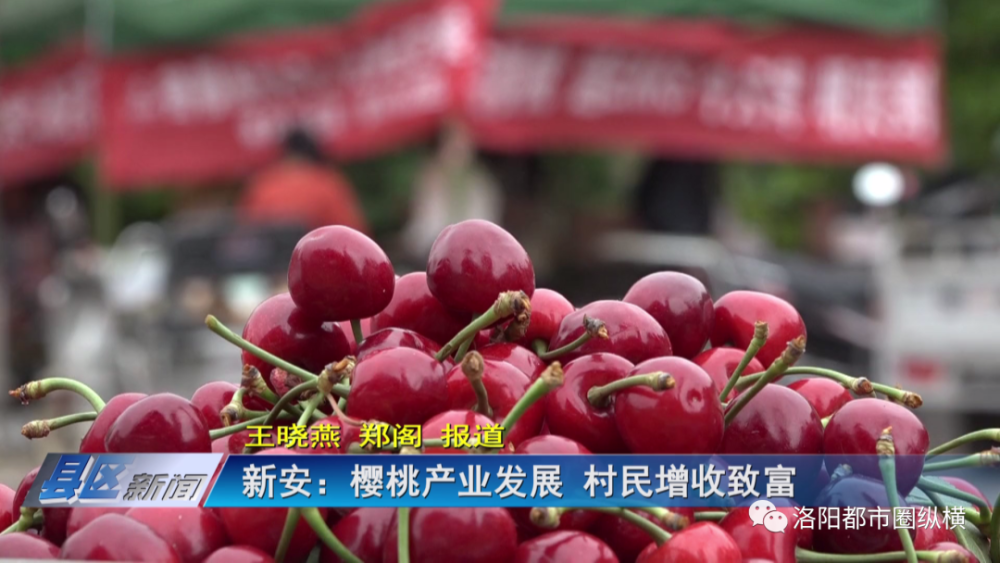 新安:樱桃产业发展 村民增收致富