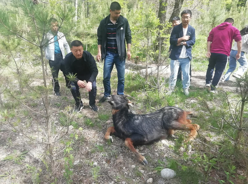 崆峒區發現野生動物四不像