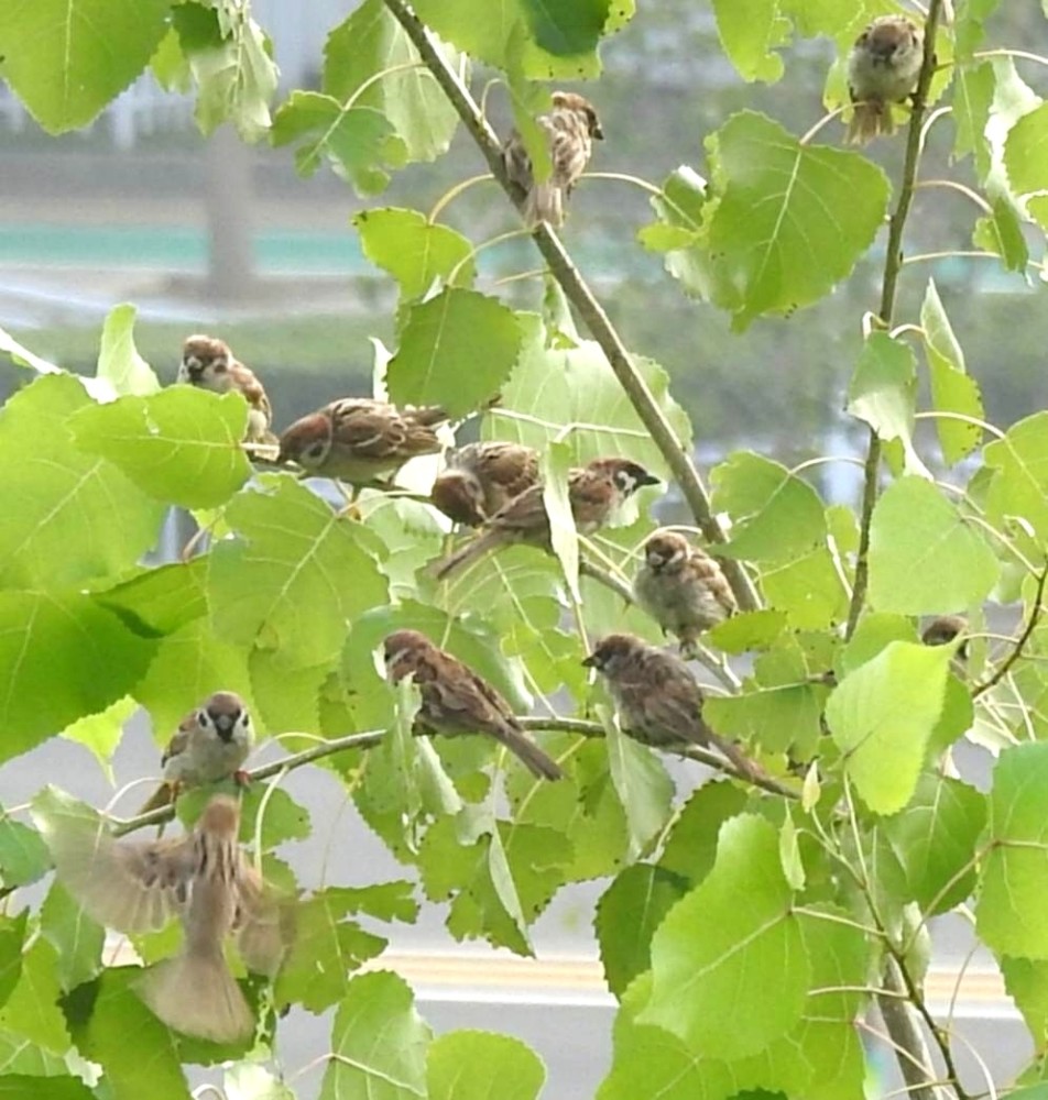 麻雀也有精彩處