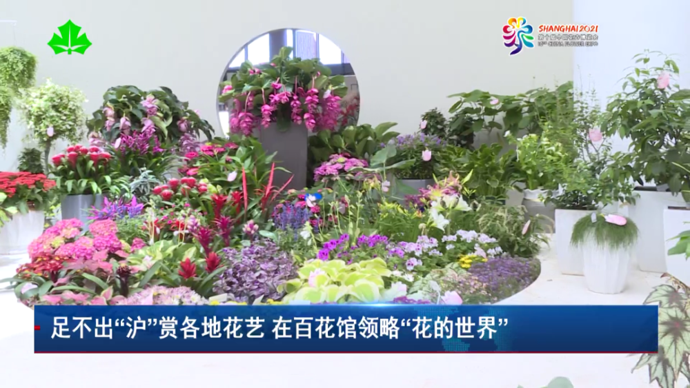 足不出"沪"赏各地花艺 在百花馆领略"花的世界"