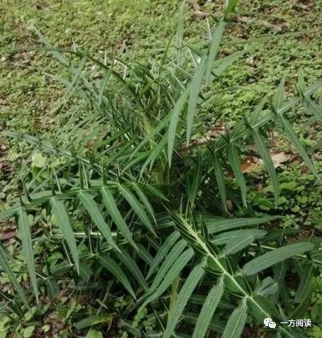 【極邊至愛】山野寶貝雞刺根/柴嘉張(騰衝)