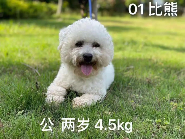 想领养狗狗的请注意杭州新一批犬类认领活动即将开启 狗狗 杭州 杭州市城管局 金毛