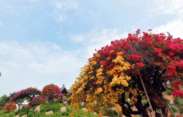 羊城初夏五色花開