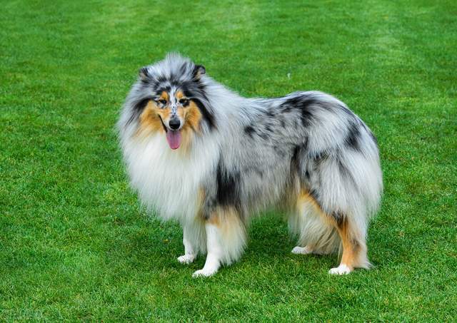 寻根问祖系列47粗毛柯利犬roughcollie