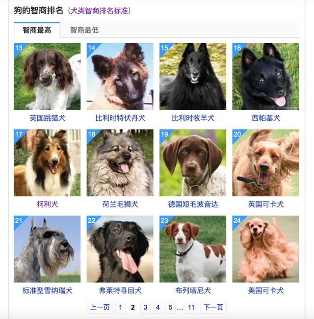 寻根问祖系列47粗毛柯利犬roughcollie