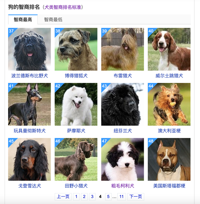 大型狗狗品种介绍图片