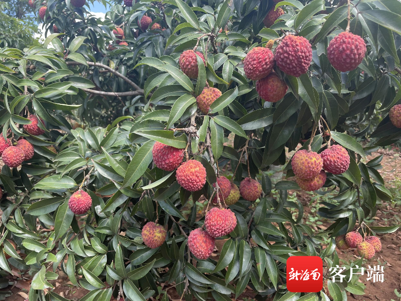 丰收啦海口建群村品牌化运营打造高端火山荔枝王