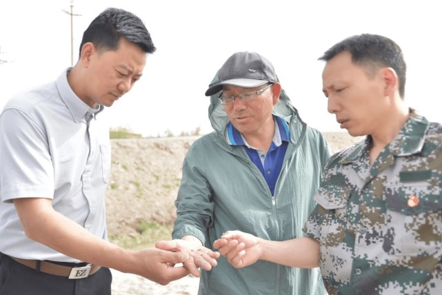 首批海水稻顺利播种科技援疆推动耐盐碱水稻实验基地落