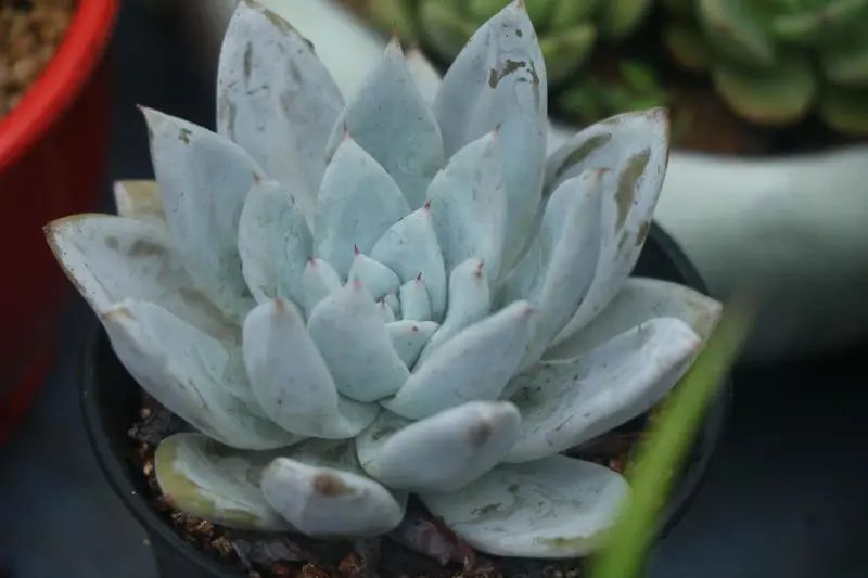 墨西哥巨人 景天科拟石莲花属多肉植物 大型种非常霸气的一个品种 腾讯新闻