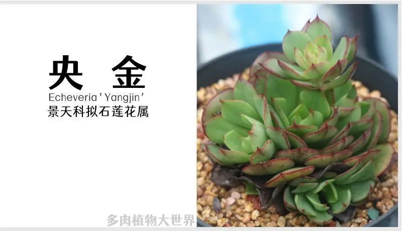 央金 景天科拟石莲花属多肉植物 易群生园艺品种 腾讯新闻