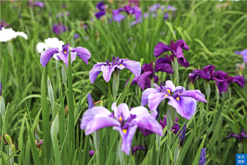 五月初夏好去处 花漾滨湖 赏花游园之旅 从鼋头渚花菖蒲开始 全网搜