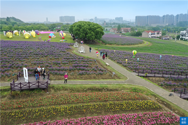 五月初夏好去处 花漾滨湖 赏花游园之旅 从鼋头渚花菖蒲开始 为民监督网