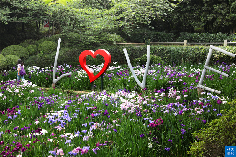 五月初夏好去处 花漾滨湖 赏花游园之旅 从鼋头渚花菖蒲开始 全网搜