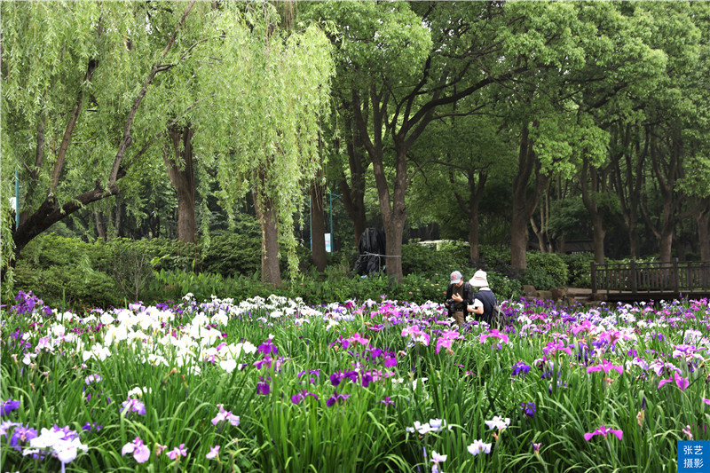 五月初夏好去处 花漾滨湖 赏花游园之旅 从鼋头渚花菖蒲开始 全网搜