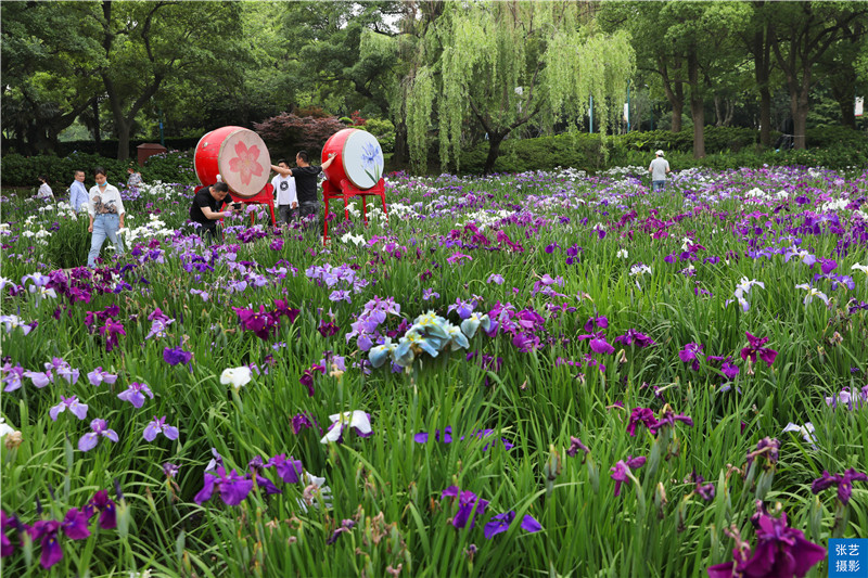 五月初夏好去处 花漾滨湖 赏花游园之旅 从鼋头渚花菖蒲开始 为民监督网