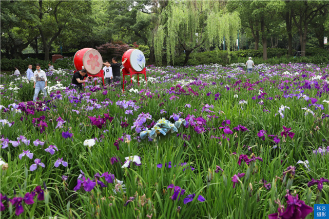 五月初夏好去处 花漾滨湖 赏花游园之旅 从鼋头渚花菖蒲开始