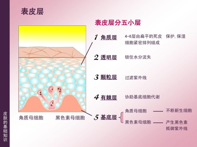 那么我们就要先了解咱们的皮肤生理结构,咱们的所有的日常护肤品都是