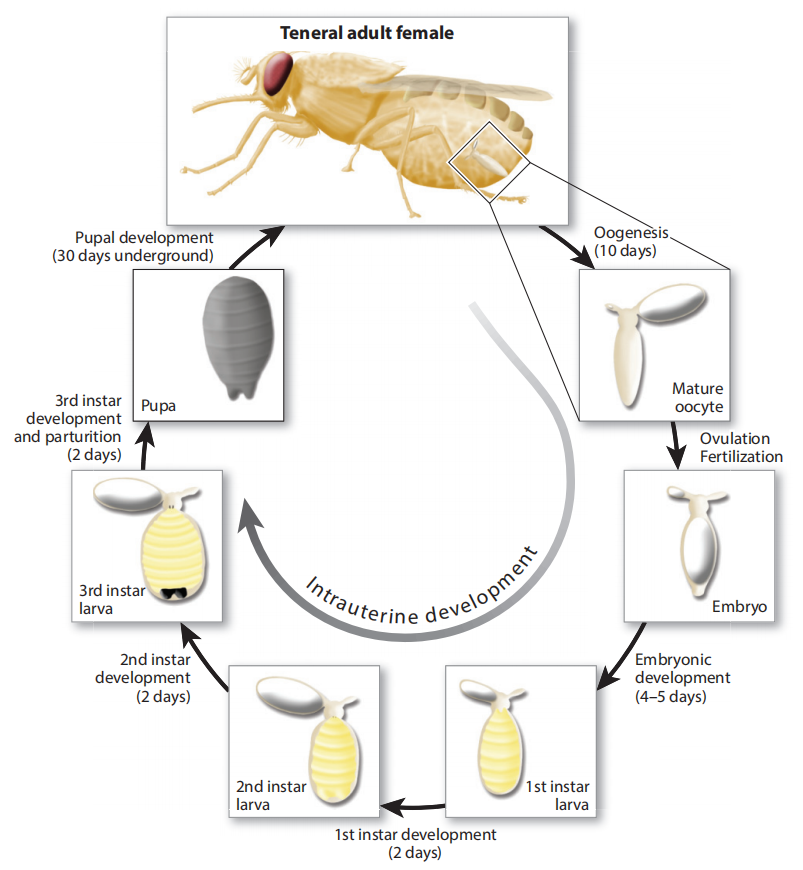 有的昆虫妈妈生出来的娃娃跟自己一样大