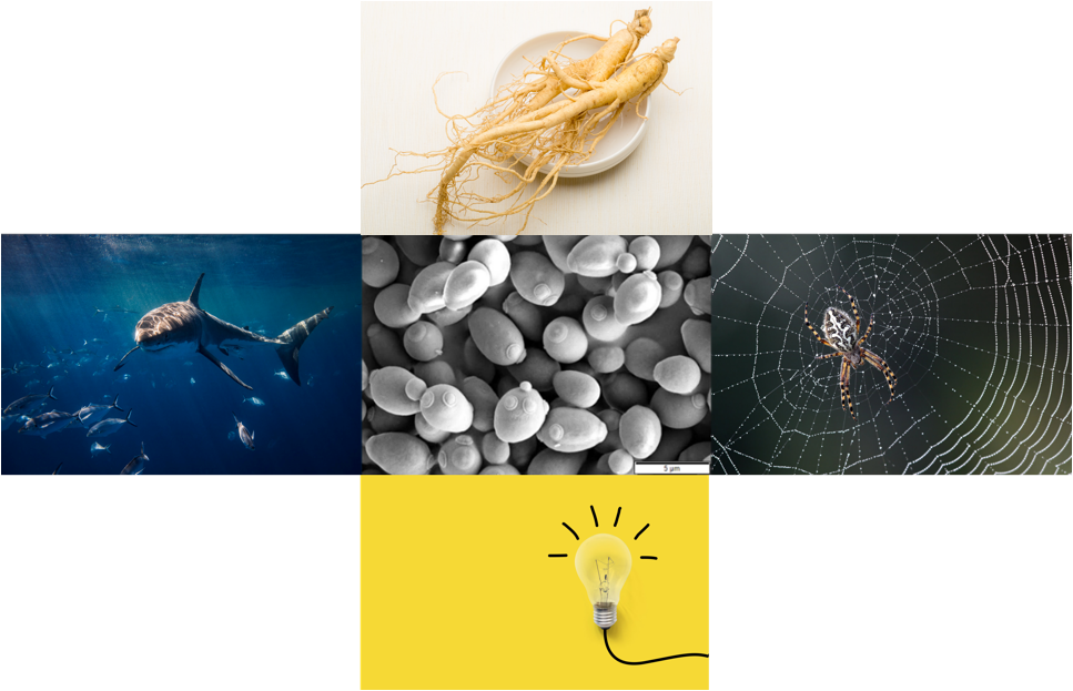 经过改造,微生物能拥有来源于动物,植物等生命体的能力  (图片来源