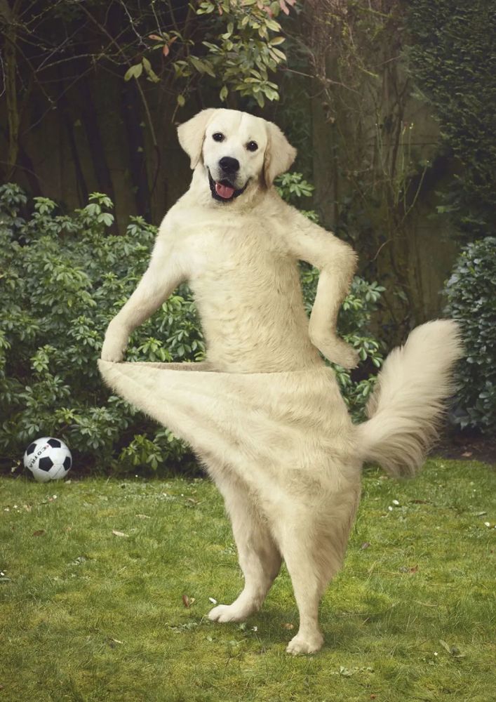 动物癌症基金-宣传广告你看完了人家的p图再看看自己的p图关闭了ps