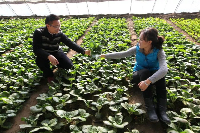 清华博士石嫣:毕业后出国种地,回国隐居深山11年,父母认不出