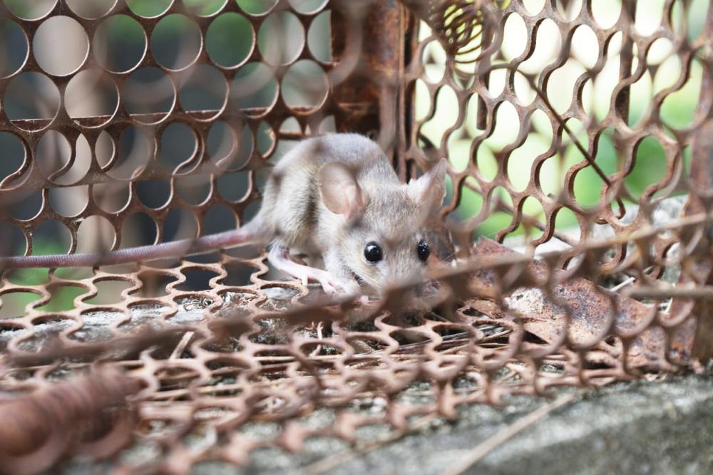澳大利亚鼠患触目惊心,无数老鼠 "进军悉尼",钻到床上咬人