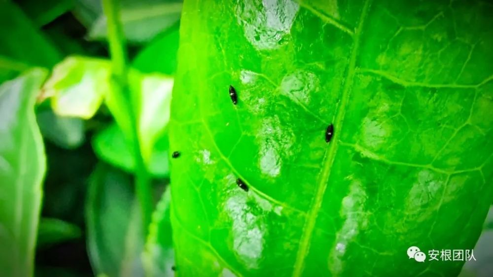 茶薊馬的識別與生物防治