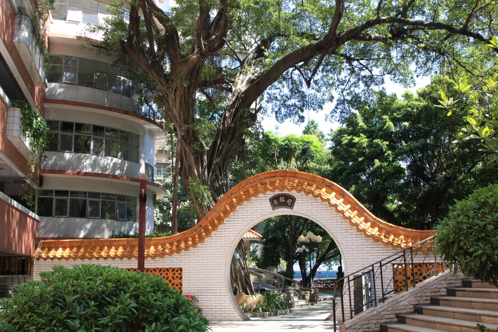 南武校园内的百年古榕树2015年3月,经广州市海珠区