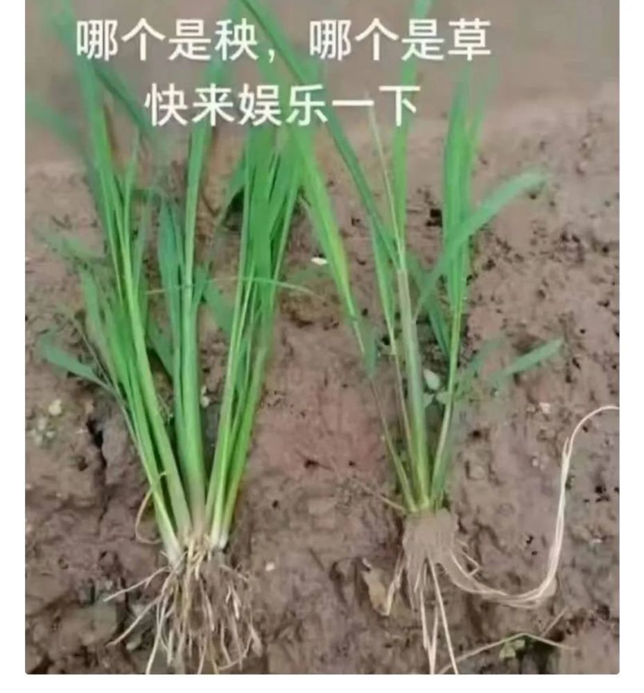 稻黍稷麦菽 让人傻傻分不清的五谷 腾讯新闻