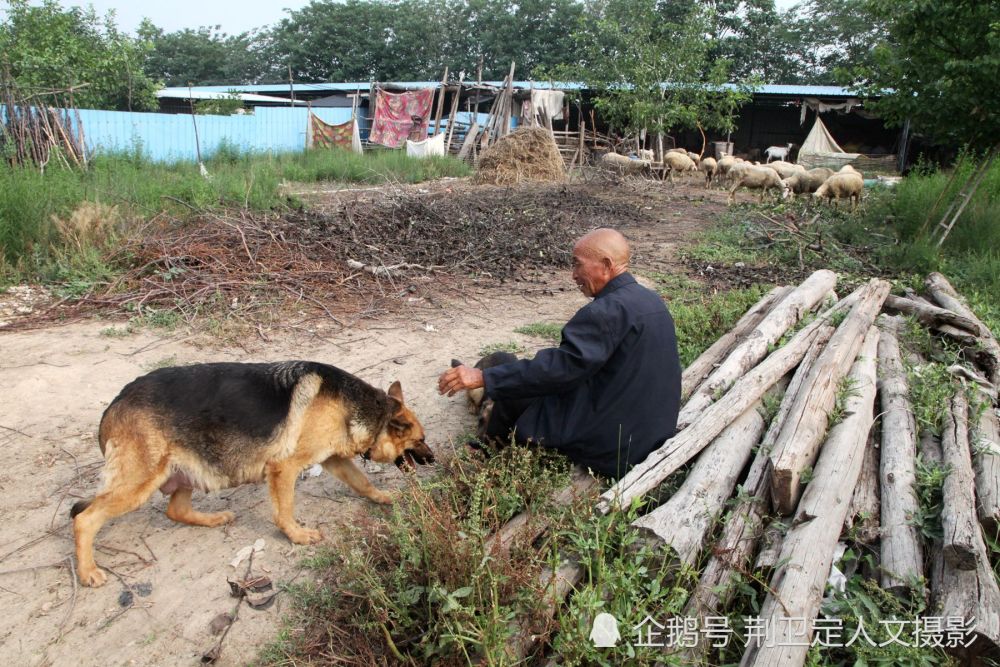 山西農民大爺家有狼狗保鏢,能護衛會賺錢,2萬不賣