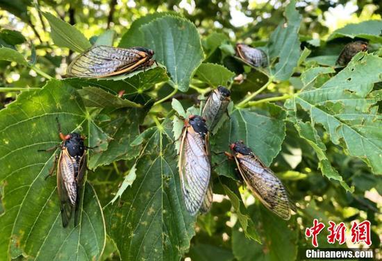 17年一遇 亿万只周期蝉涌现美东