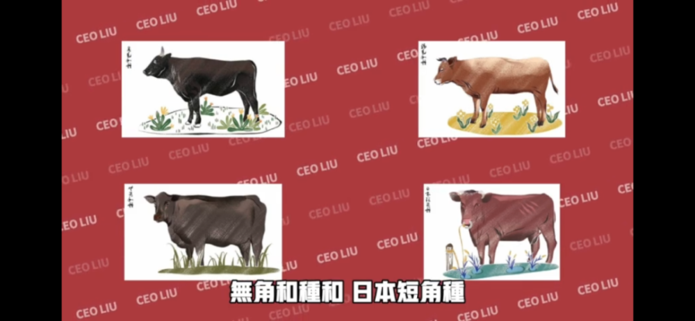 社长刘洋 第21期 一顿吃掉2万元 日本和牛大揭秘 上 腾讯新闻